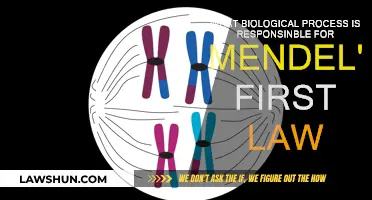 The Inheritance Mechanism: Mendel's First Law Explained