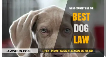 Exploring Global Dog Laws: Which Country Protects Canines Best?