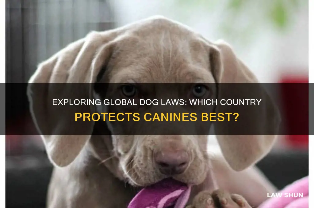 what country has the best dog law