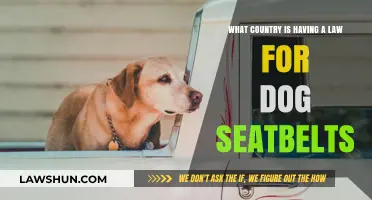 Dog Seatbelt Laws: Which Country Prioritizes Canine Car Safety?