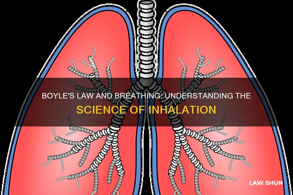 what does boyle