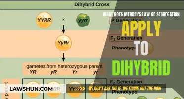 Mendel's Law of Segregation: Understanding Dihybrid Crosses