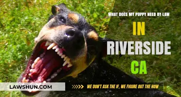 Legal Essentials for Your Puppy in Riverside, CA: A Guide