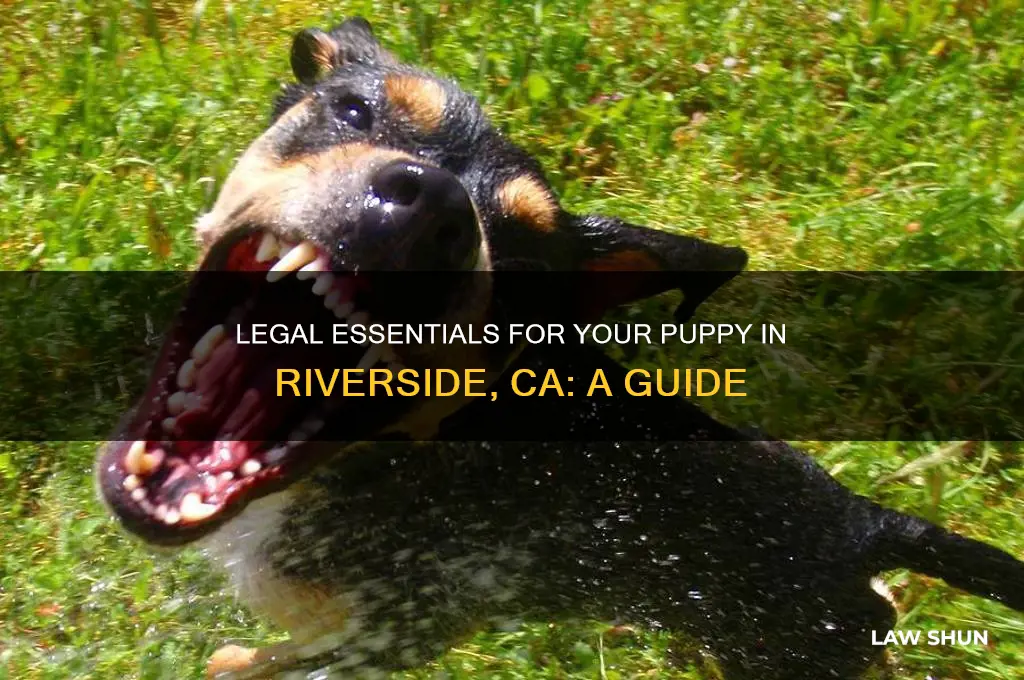 what does my puppy need by law in riverside ca