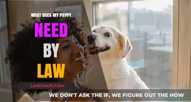Legal Essentials for Puppy Owners: What the Law Requires