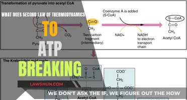 Thermodynamics and ATP: Breaking Down Energy's Rules