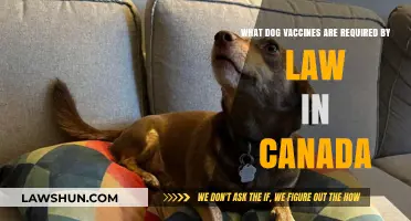 Mandatory Dog Vaccines in Canada: What You Need to Know