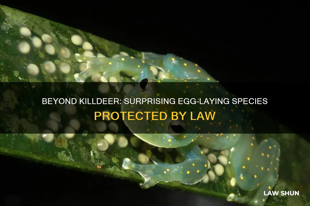 what else lays eggs in the law other than killdeer