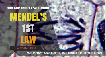 Cell Cycle's Chromosome Segregation: Fulfilling Mendel's Law of Segregation
