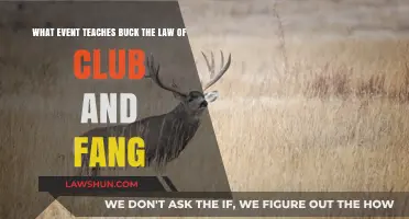 Buck's Survival Lesson: Mastering the Law of Club and Fang