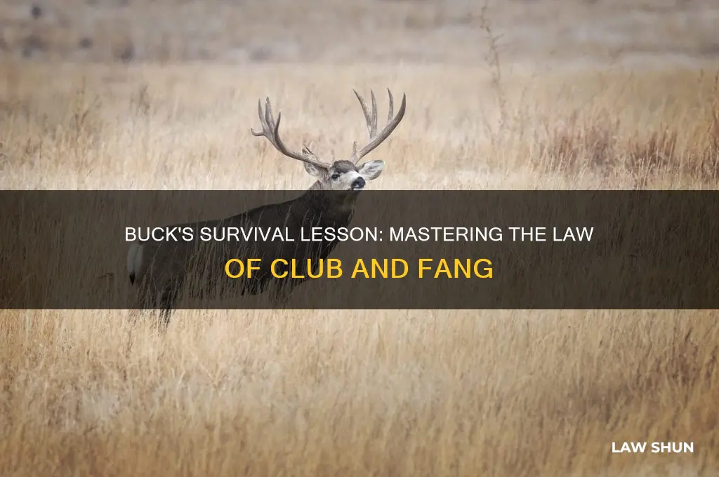 what event teaches buck the law of club and fang