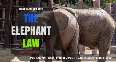Elephant Law Controversy: Unraveling the Legal Battle and Its Aftermath