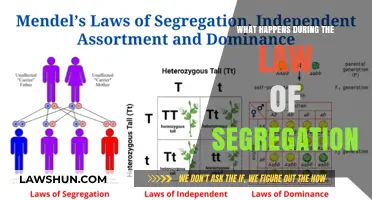 Understanding the Law of Segregation: Key Processes and Genetic Outcomes