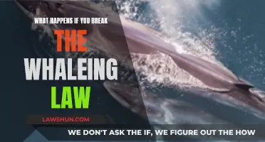 Whaling Law Violation: Understanding the Consequences and Ramifications