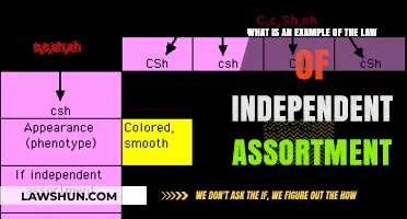 Understanding the Law of Independent Assortment: A Real-World Example