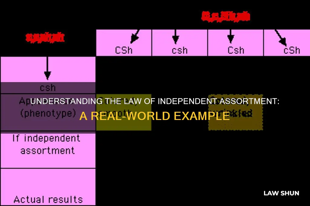 what is an example of the law of independent assortment