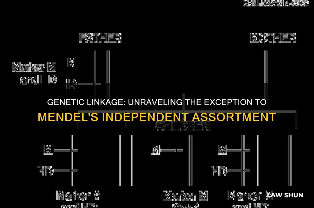 what is an exception to mendel