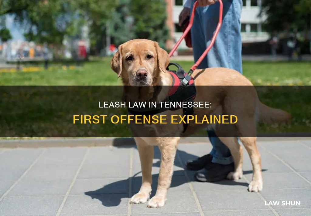 what is first offense leash law tennessee