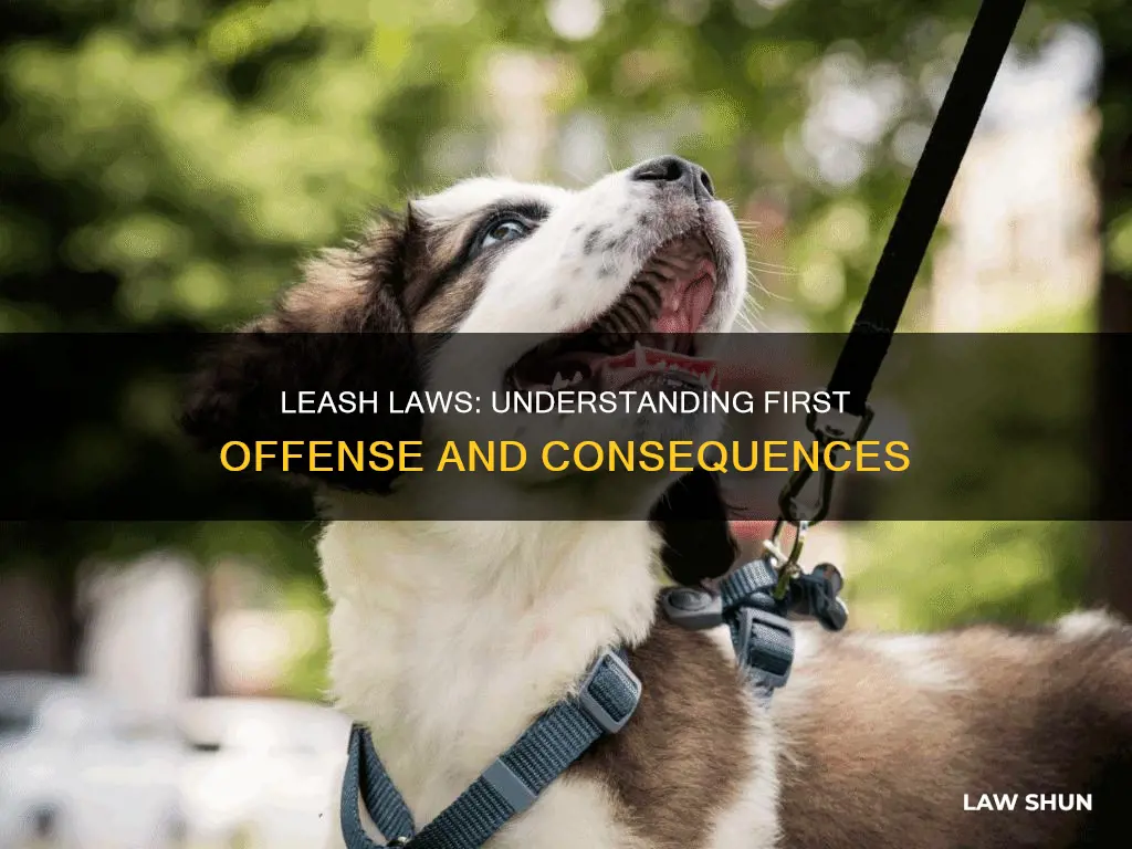 what is first offense leash law