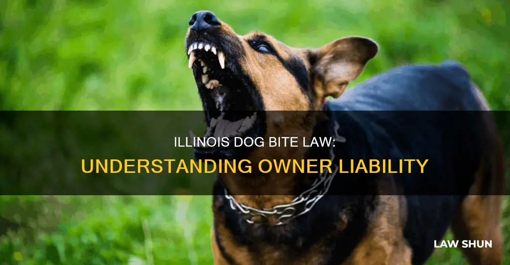 what is illinois common law for dog bites