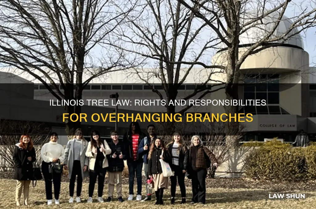 what is illinois law on trees hanging over property line