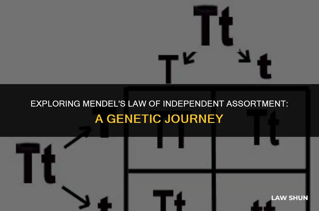 what is law of independent assortment