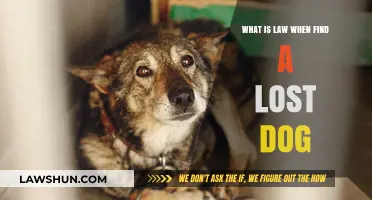Lost Dog Laws: Understanding Your Legal Responsibilities and Rights