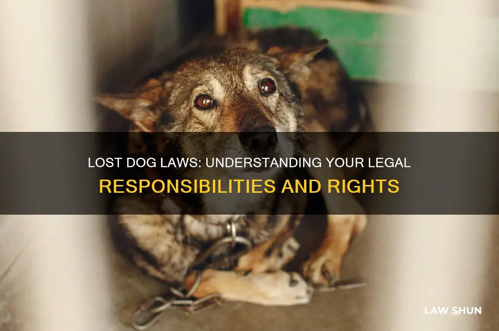 what is law when find a lost dog