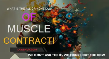 Muscle Contraction: All or None Law Explained