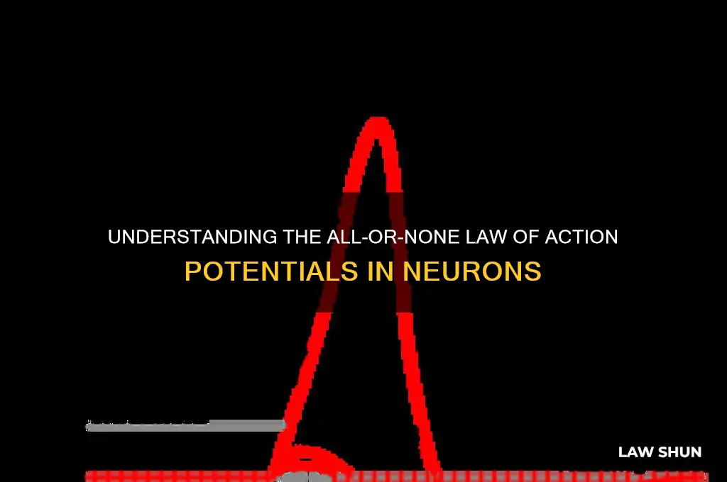 what is the all-or-none law of the action potential