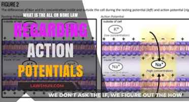 Understanding the All-or-None Law in Action Potentials: A Comprehensive Guide