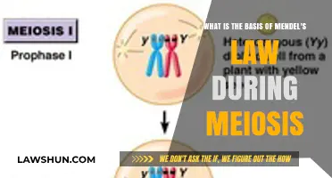 Understanding Mendel's Law: The Genetic Basis of Meiosis Explained