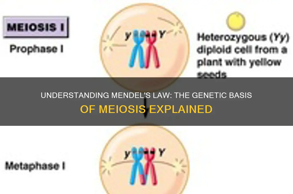 what is the basis of mendel