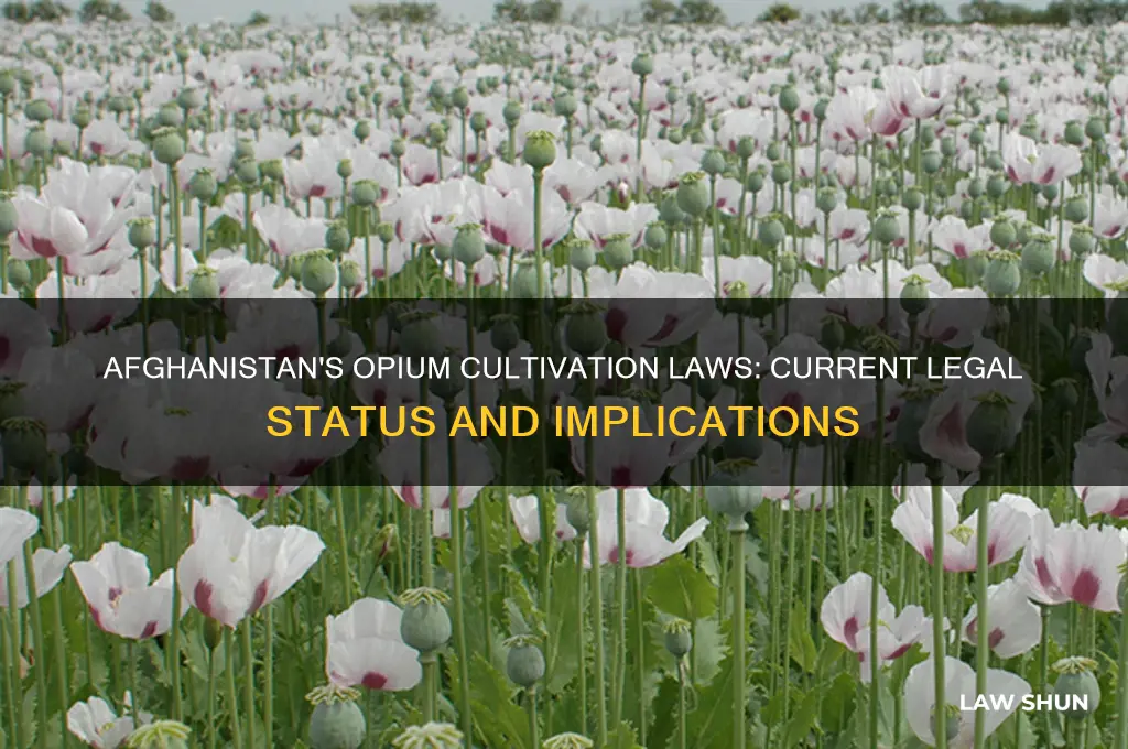what is the current law on growing opium in afghanistan