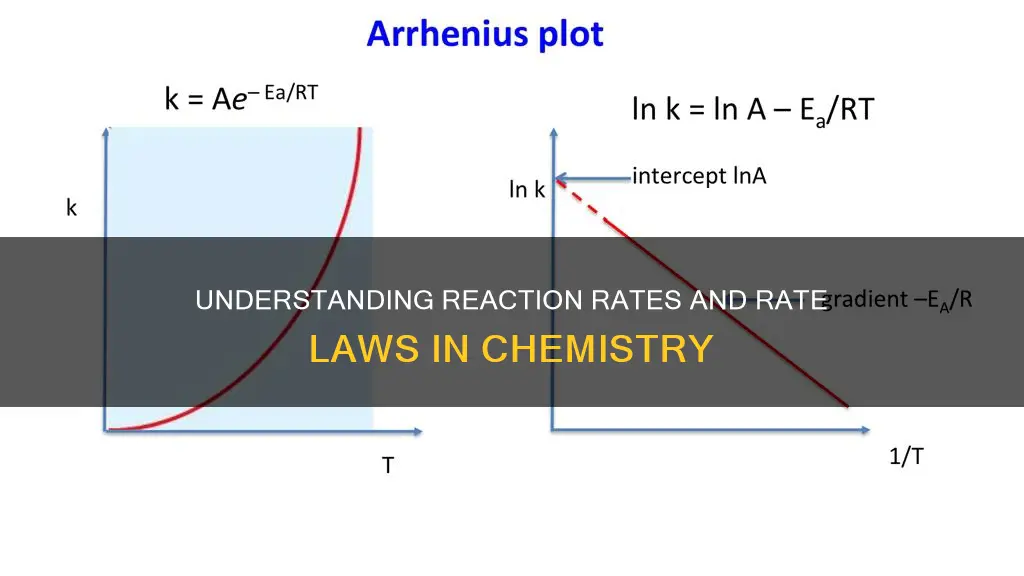 what is the difference between reaction rate and rate law