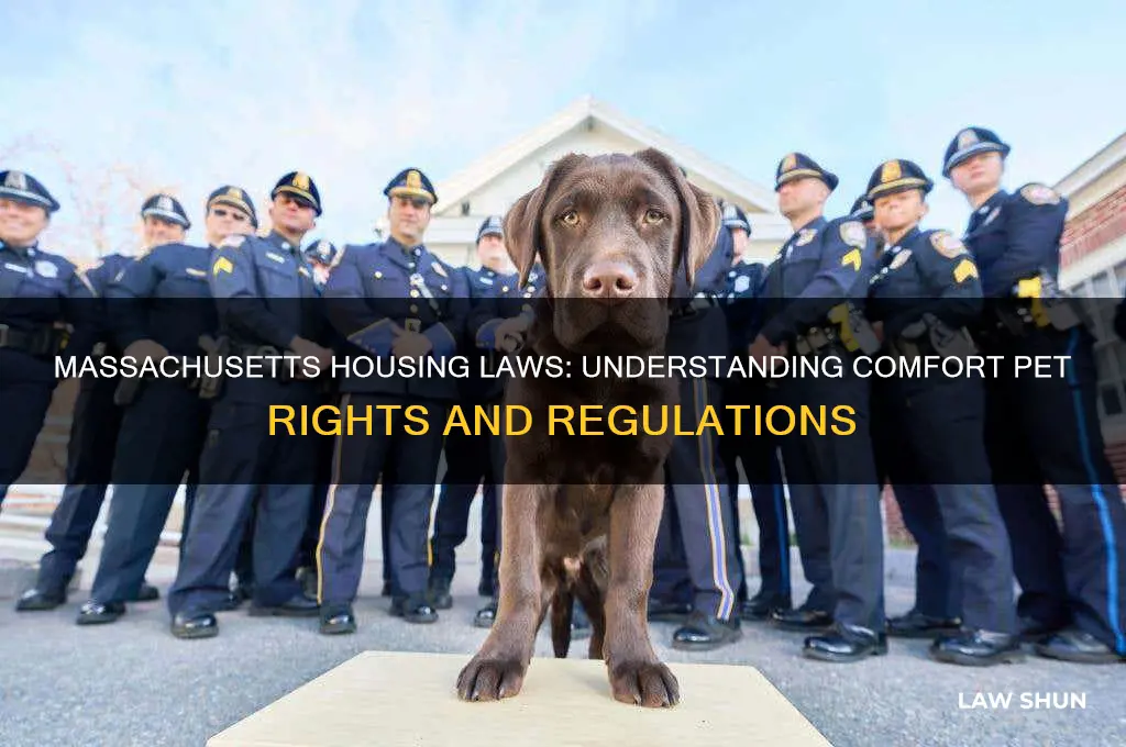 what is the housing law in ma for comfort pets