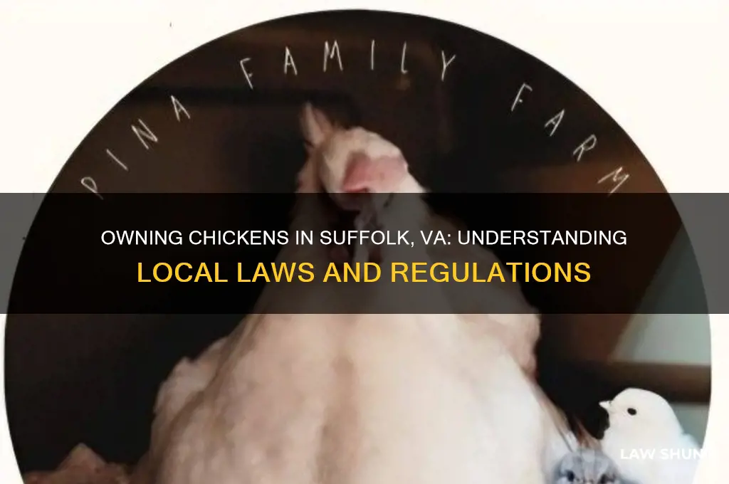 what is the law about owning chicken in suffolk va