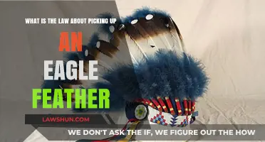 Eagle Feather Laws: Understanding Legalities of Collecting in the U.S