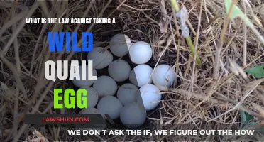 Wild Quail Egg Laws: Understanding Legal Protections and Penalties
