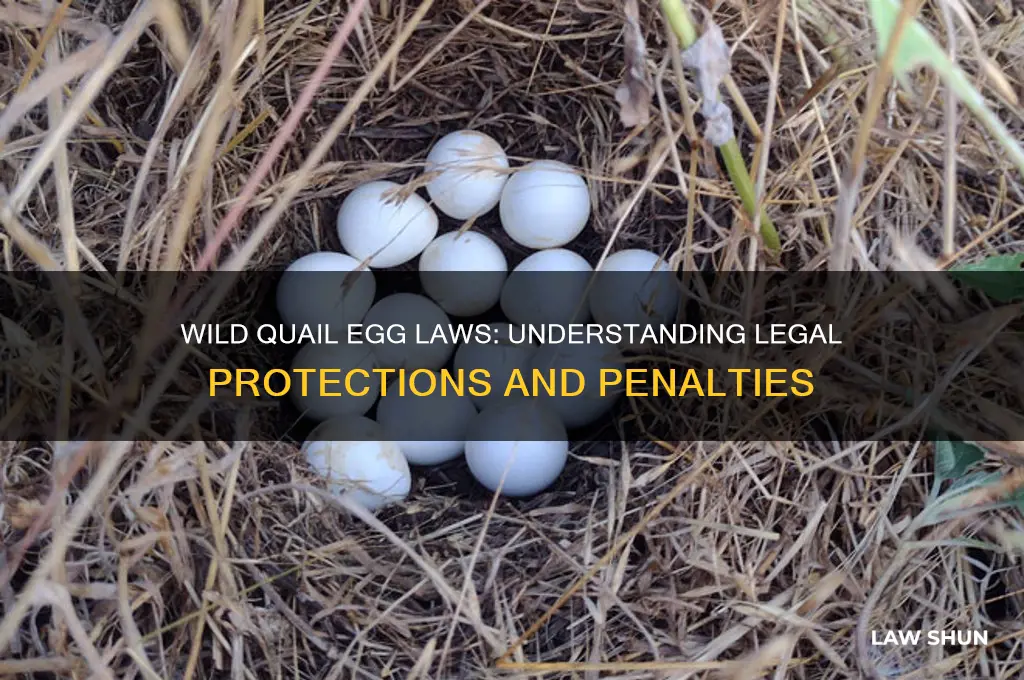 what is the law against taking a wild quail egg