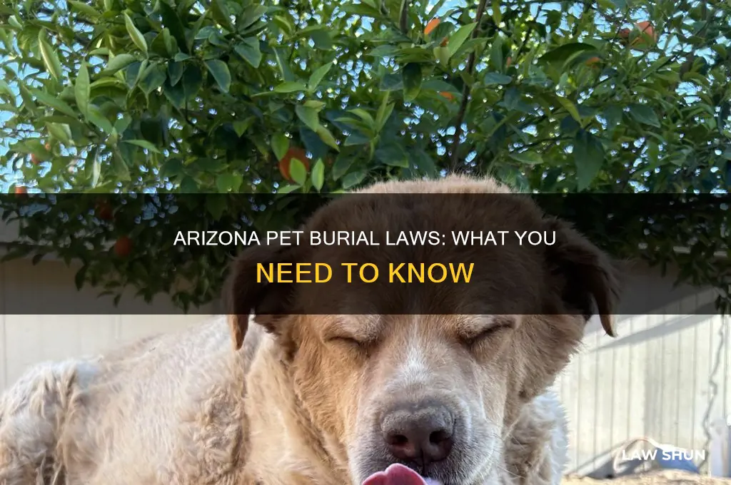what is the law in arizona on burying your animal