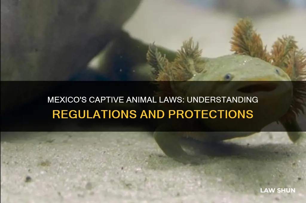 what is the law in mexico regarding captive animals