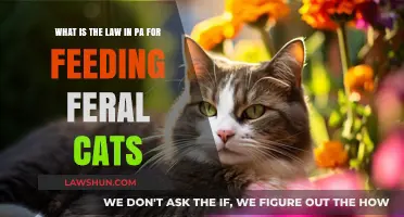 Feeding Feral Cats in PA: Understanding the Legalities and Responsibilities