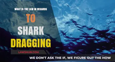 Shark Dragging Laws: Understanding Legal Consequences and Animal Welfare Protections