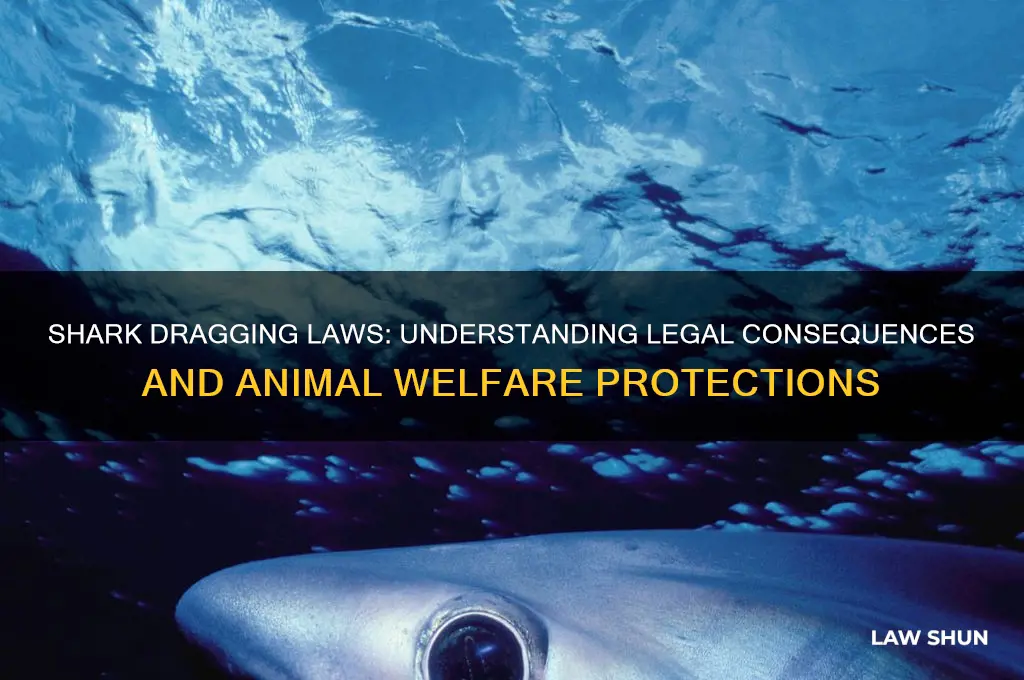 what is the law in regards to shark dragging