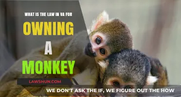 Virginia Monkey Ownership Laws: What You Need to Know