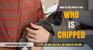 Understanding Legal Rights and Responsibilities for Microchipped Cats