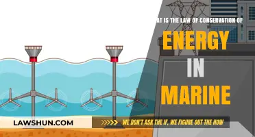 Understanding the Law of Conservation of Energy in Marine Ecosystems