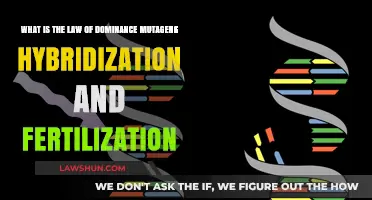 Understanding Dominance, Mutagens, Hybridization, and Fertilization in Genetics