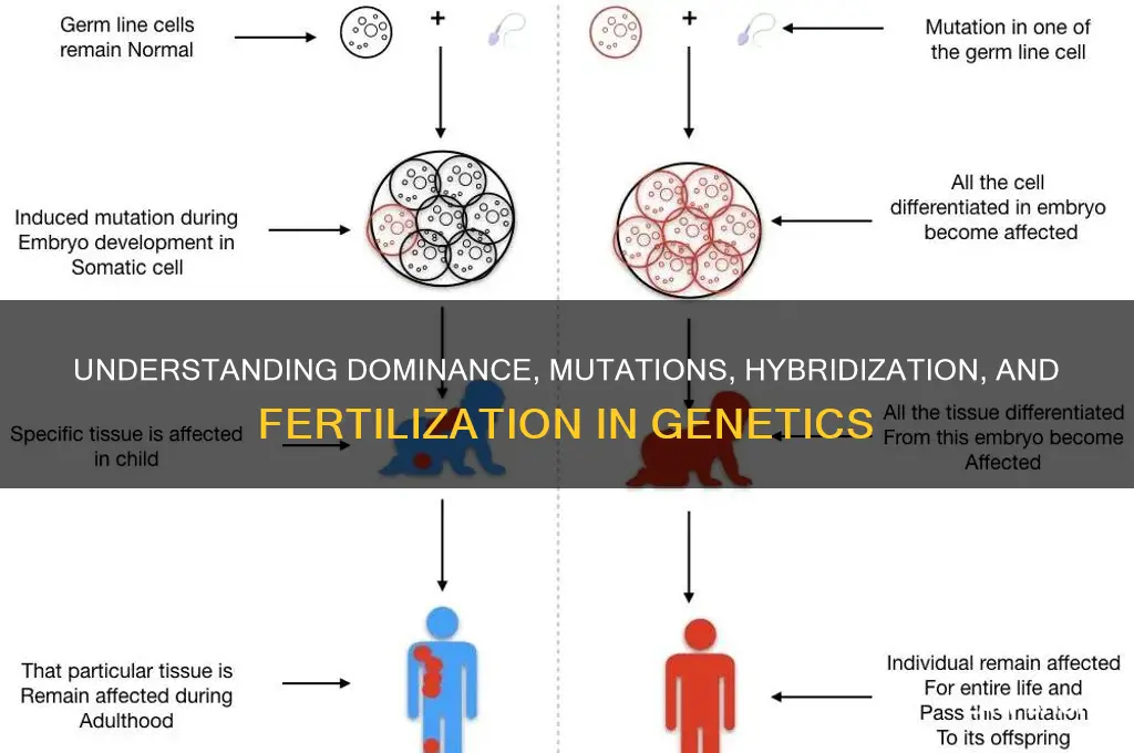 what is the law of dominance mutations hybridization and fertilization
